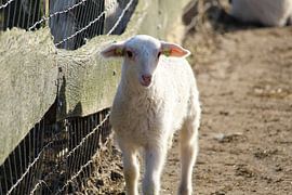 Veluwe lamb by Lisan van de Kamp