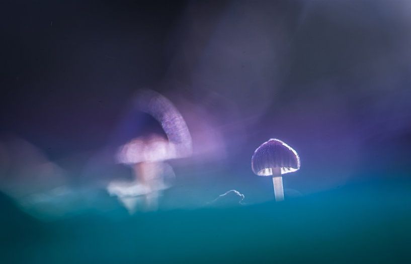 twinkling light by peterheinspictures