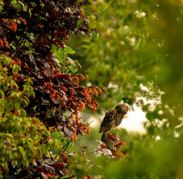 Stone Owl by Mario van Loon