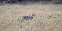 Wolf on the Planken Wambuis (Veluwe)
