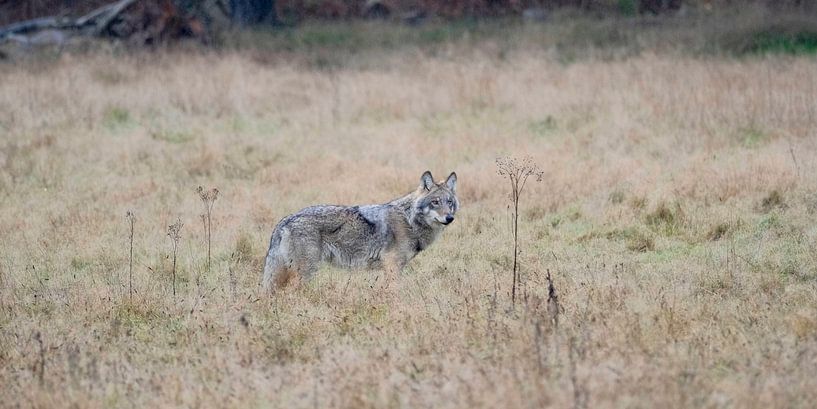 Le loup sur les planches Wambuis (Veluwe) par Maarten Heckman natuurfotografie