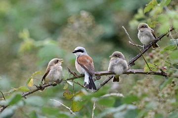 Roodstaartgarnaal (Lanius collurio), gezinsleven, mannetje met drie jonge vogels in een bramenhaag, 
