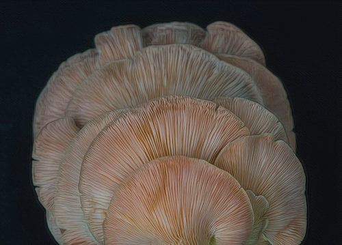 Roze oesterzwam