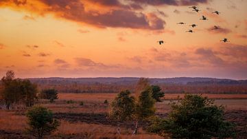 Incoming by Bram de Jong