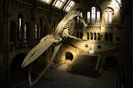 National History Museum, London, Engeland van Nynke Altenburg