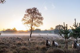 schapen in de mist von Rick Crauwels