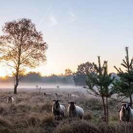 sheep in the mist sur Rick Crauwels