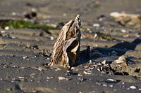 Oester in het zand