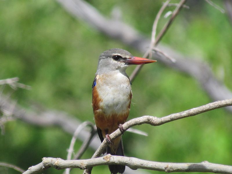 Vogel in Afrika par Kim van de Wouw