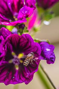 Natuur in detail