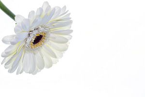 Gerbera mit weißem Hintergrund von Carola Schellekens