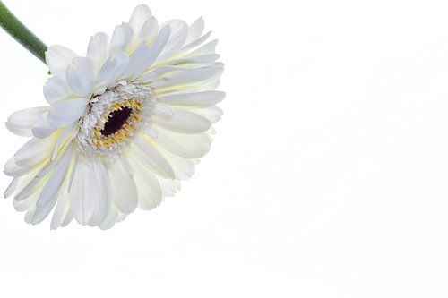 Gerbera met een witte achtergrond