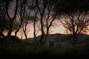 Wisent (Europese Bizon) in het Kraansvlak in Nationaal Park Zuid-Kennemerland van Jeroen Stel