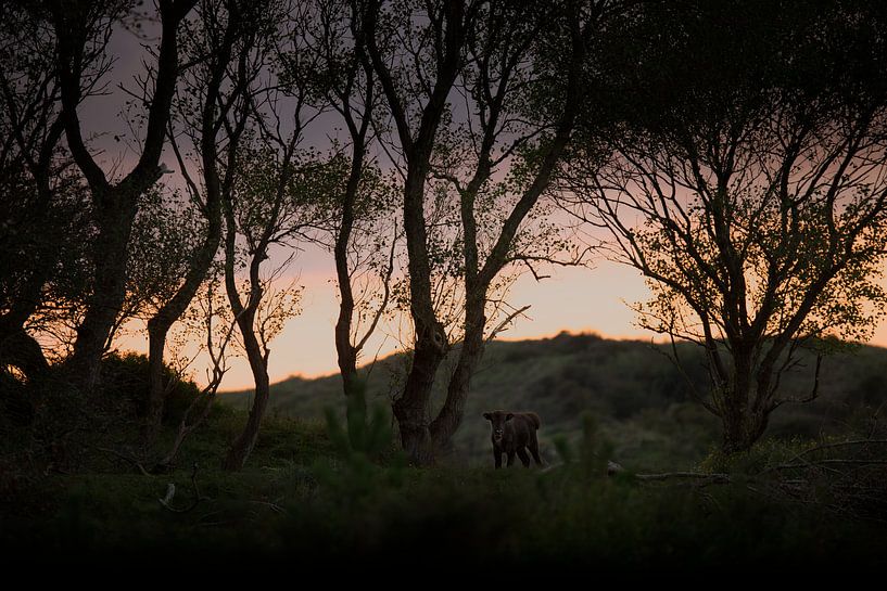 Bison (European Bison) in the Kraansvlak in National Park South-Kennemerland by Jeroen Stel