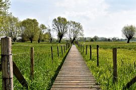 wandelweg in de polders van Heidi Pype