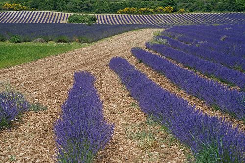 Gewelltes lilafarbenes Lavendelfeld in der französischen Provence. von Gert van Santen