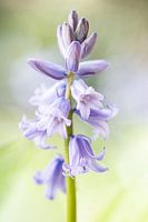 Jacinthe des bois