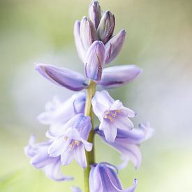 Forest Hyacinth by Robert van Hall