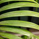 Makroaufnahme eines Farns, einer Grünpflanze | Foto aufgenommen in Porto von Karijn | Fine art Natuur en Reis Fotografie Miniaturansicht