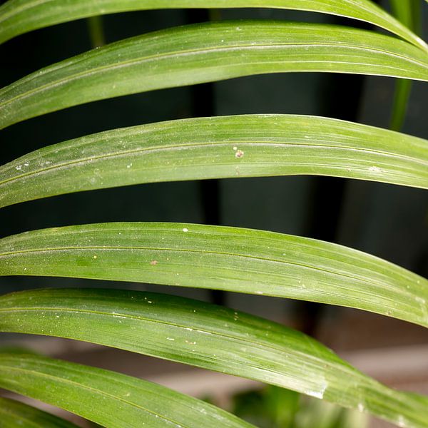 Makroaufnahme eines Farns, einer Grünpflanze | Foto aufgenommen in Porto von Karijn | Fine art Natuur en Reis Fotografie