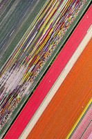 Kleurrijk bloembollenlandschap vanuit de lucht