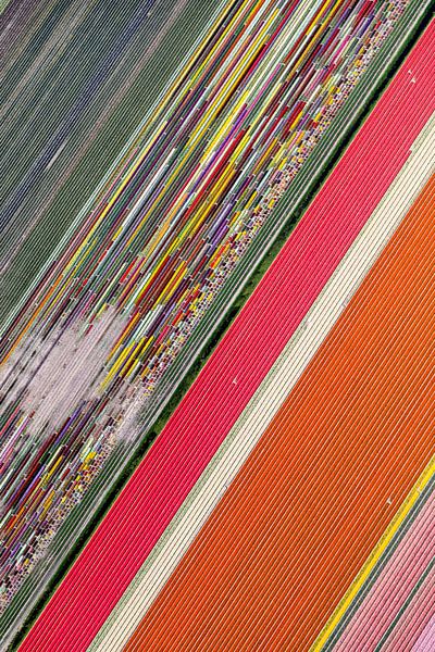 Kleurrijk bloembollenlandschap vanuit de lucht van Robert Riewald