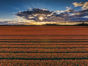 Coucher de soleil à Tupenveld