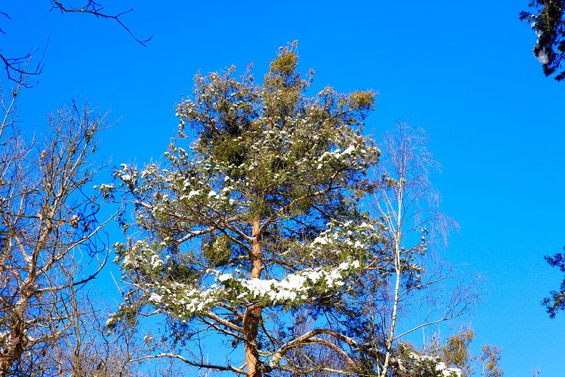Winterwald von Thomas Jäger