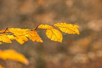 Herbstblatt mit Bokeh