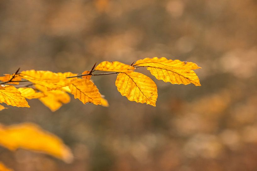 Autumn Leaf with Bokeh by Marco Liberto