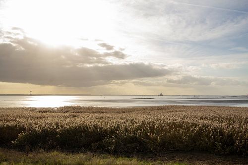 Akkerbouw in de uiterwaarden van de Westerschelde bij Rilland