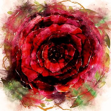 Red Rose by Arjen Roos