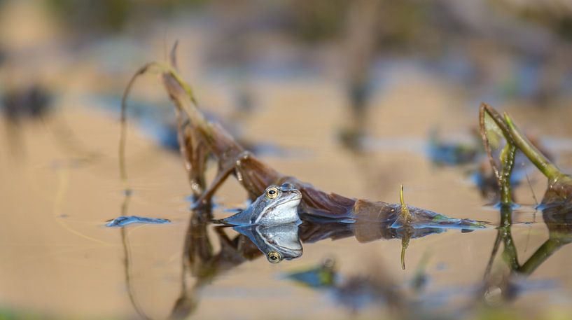grenouille des landes par Bart Hardorff