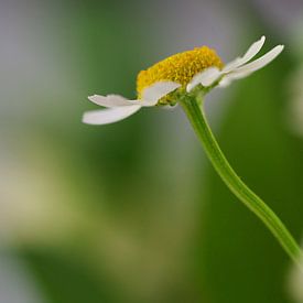 Fleur solitaire sur Monique Dijkgraaf