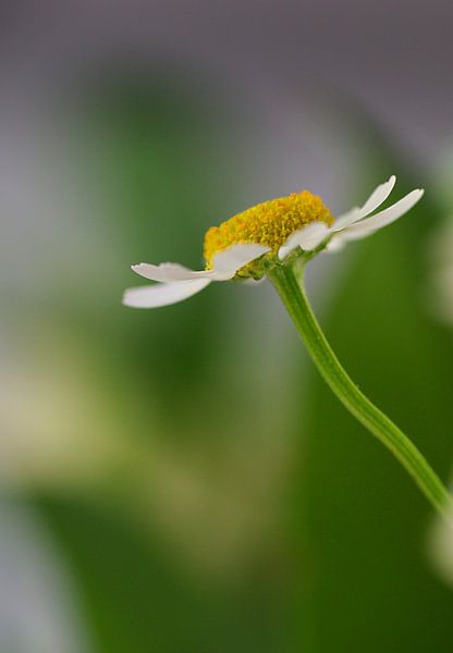 Lonely Flower van Monique Dijkgraaf