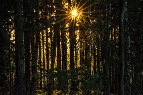 Sunrise in the forest