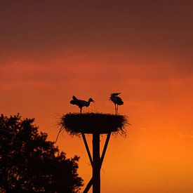 Ooievaars samen op het nest van Gonnie van de Schans