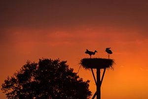 Störche gemeinsam auf dem Nest