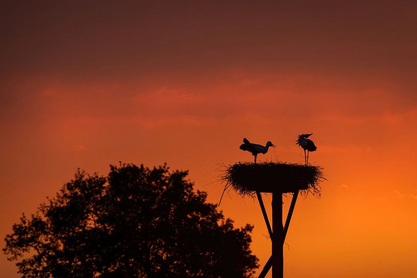 Störche gemeinsam auf dem Nest von Gonnie van de Schans