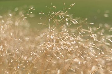 Waving in the wind von Marianne Twijnstra