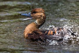 Entenarten : Ouwehands Dierenpark von Loek Lobel