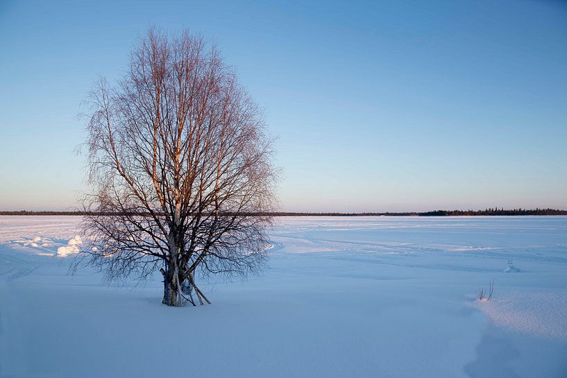 Lappland (Finnland) von Rene Verschuren
