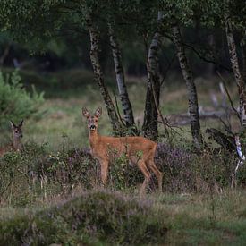 Een reegeit met haar kalf op natuurgebied Planken Wambuis van Eric Wander