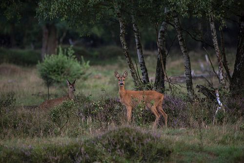 Een reegeit met haar kalf op natuurgebied Planken Wambuis