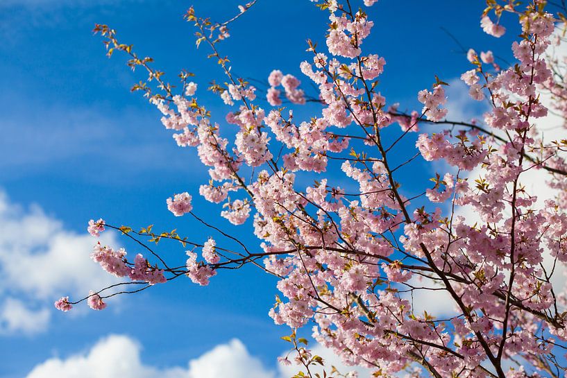 Bloesem #7 par DuFrank Images
