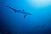 Requin renard