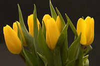 Bunch of yellow tulips, love of flowers