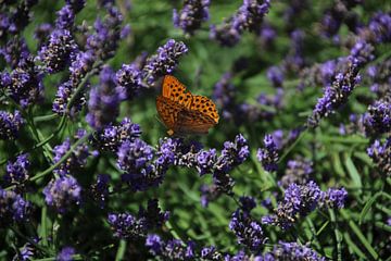 Vlinder op Lavendel van Sjanneke Post- Hagen