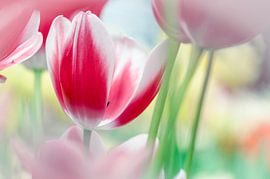 Rood/Witte Tulp von Jeffry J.J van Berkum