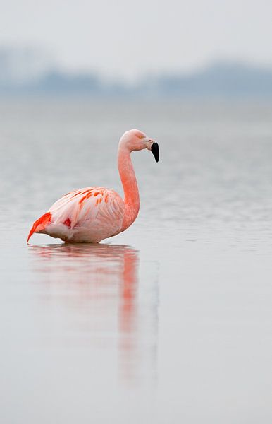 Flamingo in Nederlands water van Menno Schaefer
